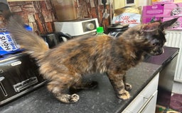 Maine Coon cats for sale:  2 beautiful maine coon kittens left - Image 14