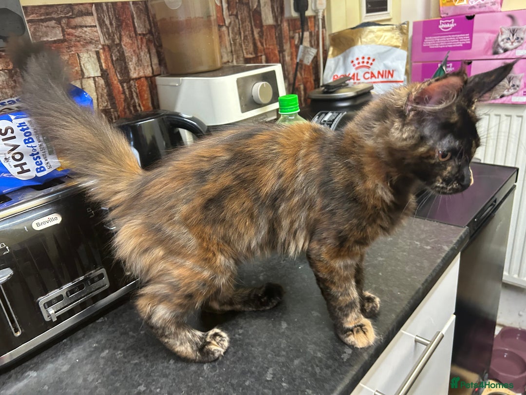 Maine Coon cats for sale:  2 beautiful maine coon kittens left - Image 14