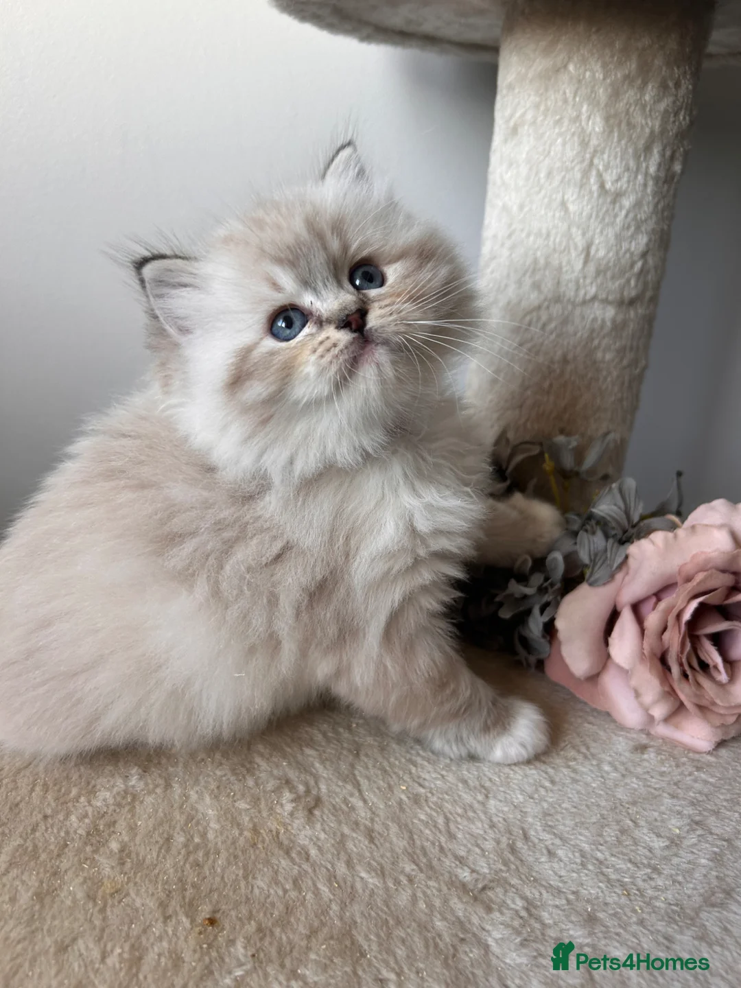 Ragdoll cats for sale: Stunning ragdoll kittens - Advert 14