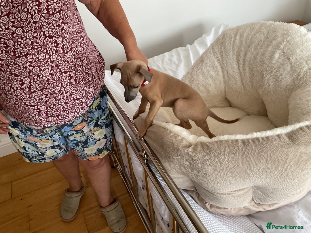 Italian Greyhound dogs for sale:  Beautiful Italian greyhound puppies  - Image 14