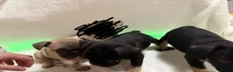 French Bulldog dogs for sale: 🐶French Bulldog Puppies For Sale – Ready Soon🐶 - Advert 4