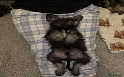 Miniature Schnauzer dogs for sale: Ready for our forever home’s miniature schnauzers  - Image 36
