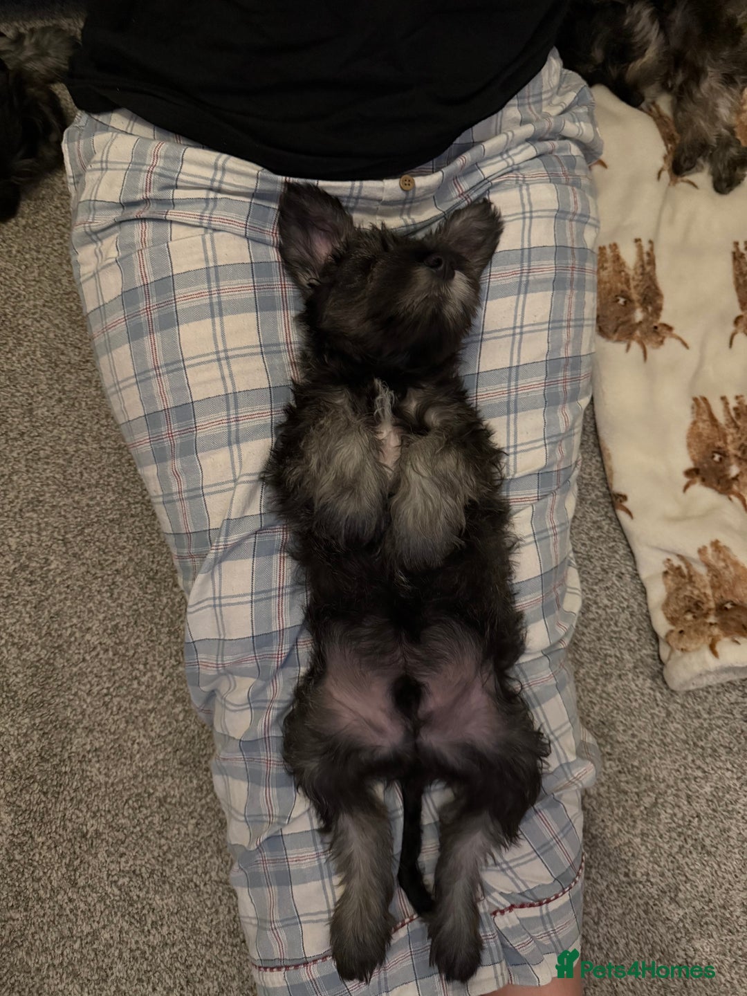 Miniature Schnauzer dogs for sale: Ready for our forever home’s miniature schnauzers  - Image 36