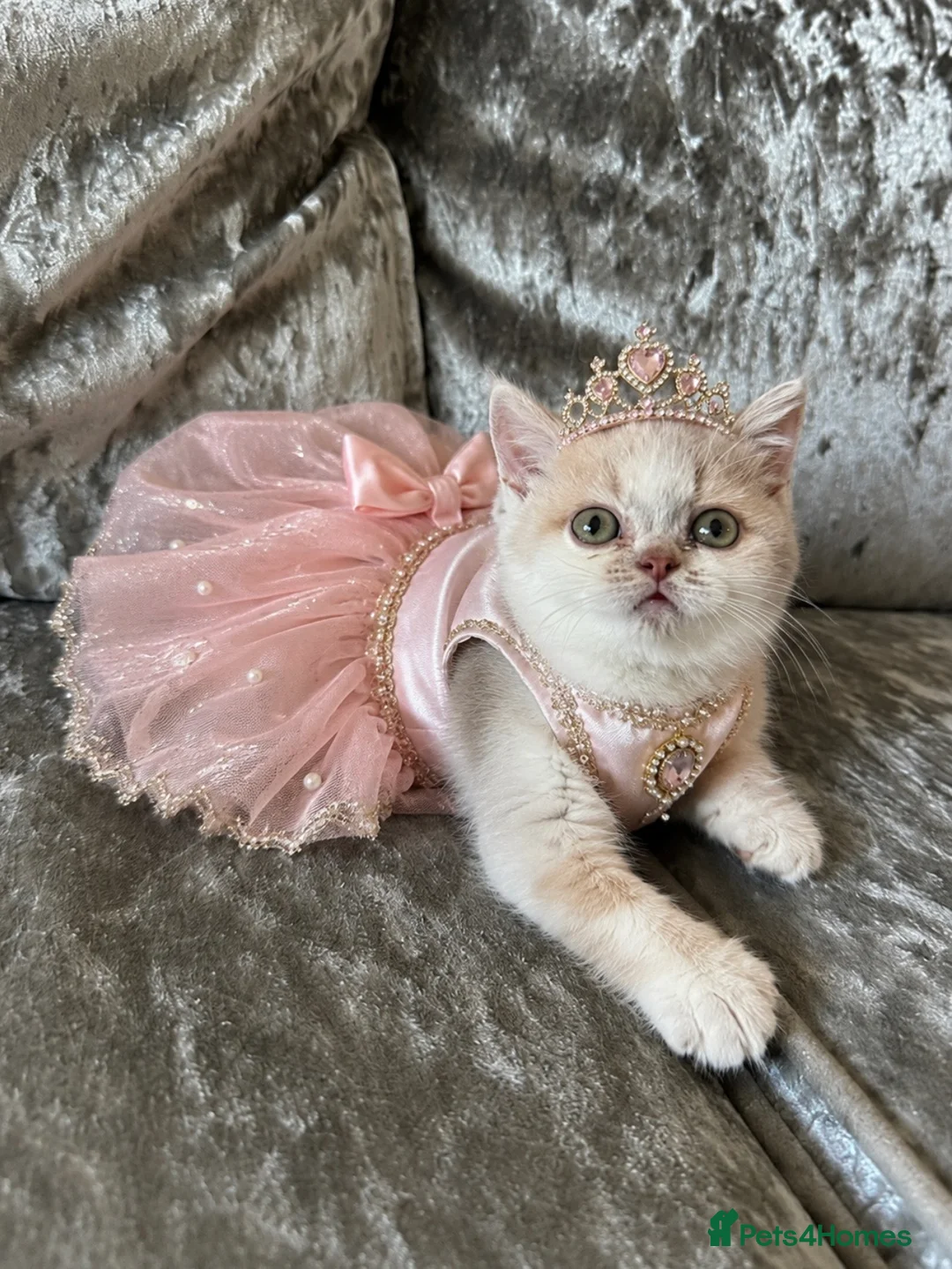 British Shorthair cats for sale: British Short Hair TICA REG Ready now  - Advert 2
