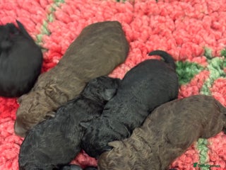 Aussiedoodle dogs Miniature Aussiedoodle Pups 🐾 ❤️ - Advert 7