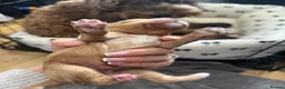 Cockapoo dogs for sale: Cockapoo Puppies by Proven Parents (last litter) - Advert 7