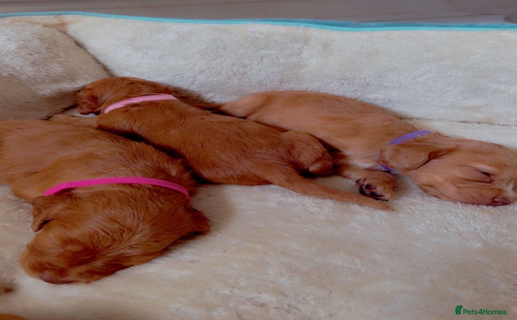Cocker Spaniel dogs - Advert 11