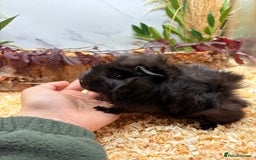 Guinea Pig rodents for sale: 🏡🐹 Multiple pretty Boys available 🐹🏡 - Image 9