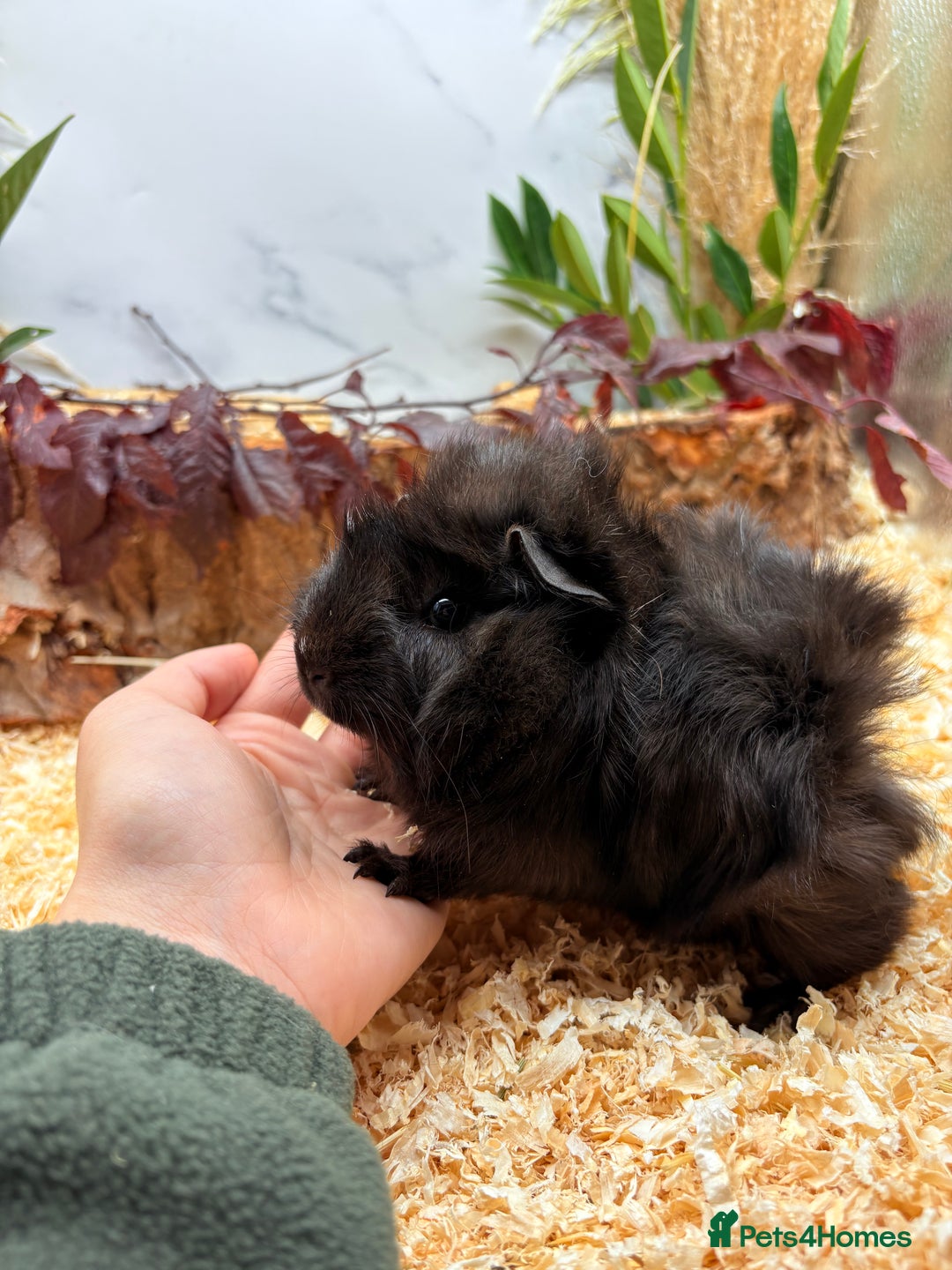Guinea Pig rodents for sale: 🏡🐹 Multiple pretty Boys available 🐹🏡 - Image 9
