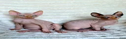 Sphynx cats for sale: Canadian Sphynx Kittens  - Advert 23