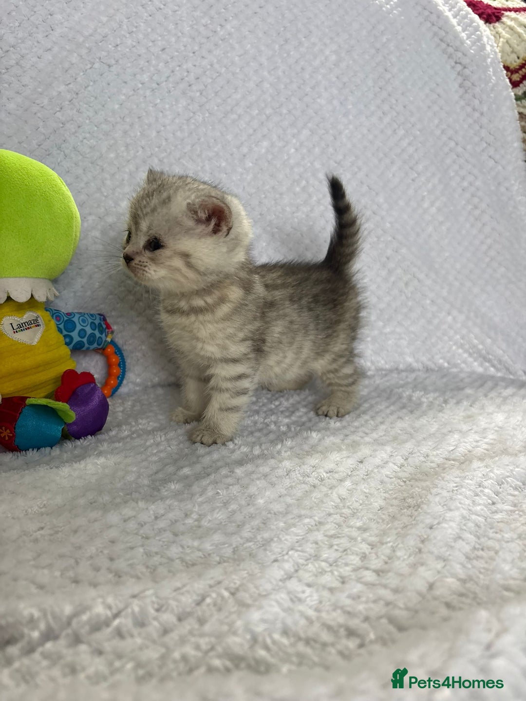 British Shorthair cats for sale: Gorgeous British shorthairs - Image 19