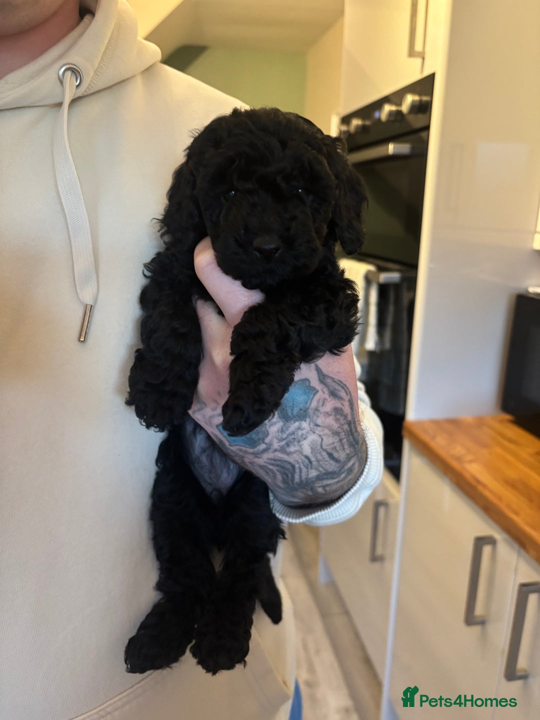 Toy Poodle dogs for sale: Toy poodle boy ready to leave now - Advert 10
