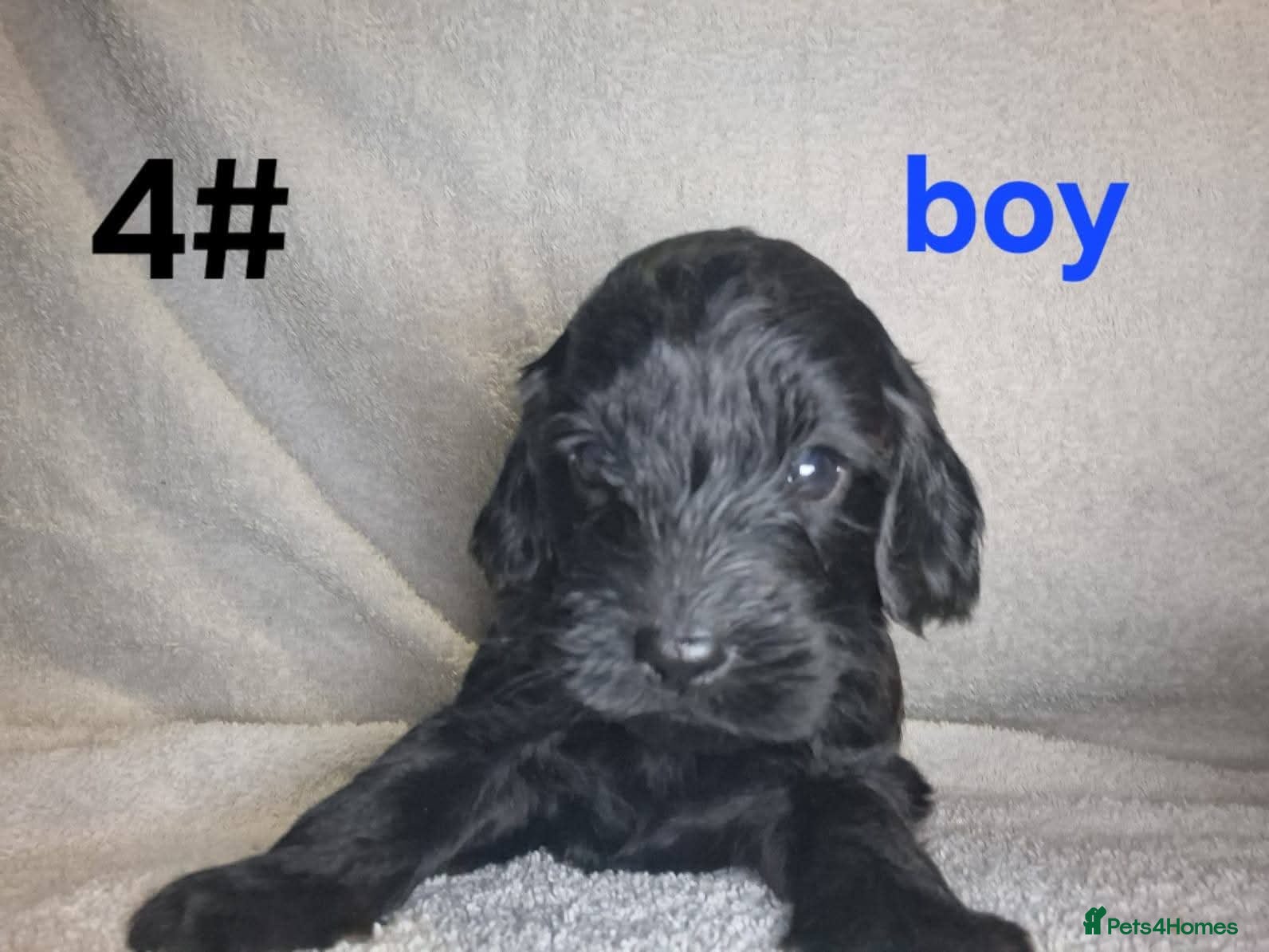 Cockapoo dogs 8 beautiful puppies for sale - Advert 1