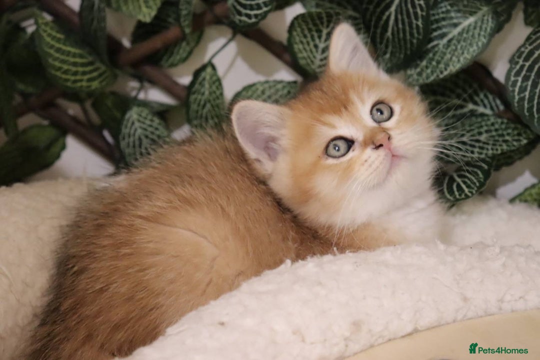 British Shorthair cats for sale: Stunning Champion Bloodlines kittens  - Advert 17