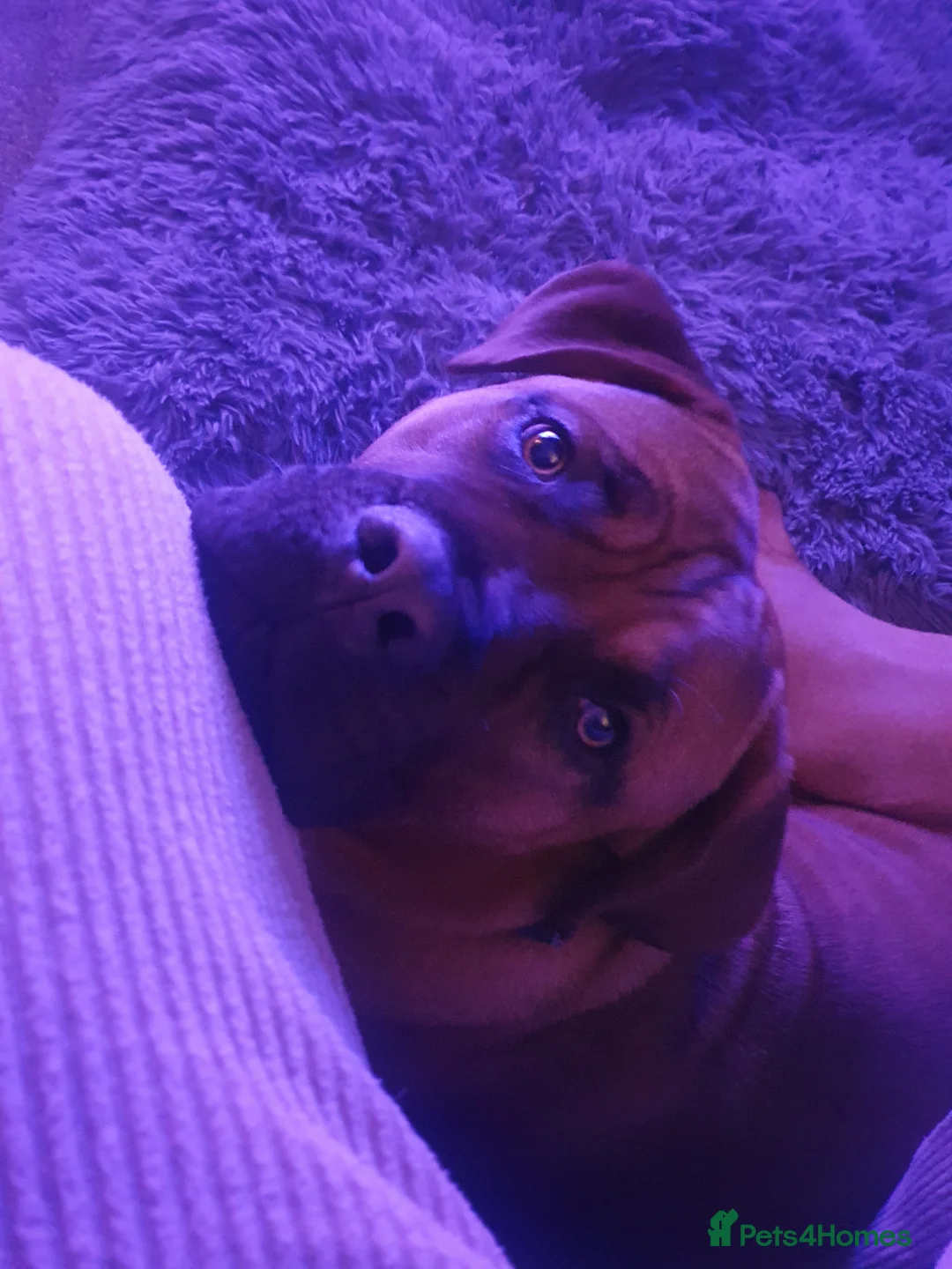 Mixed Breed dogs for sale: Maverick cane corso Cross mastiff - Advert 3