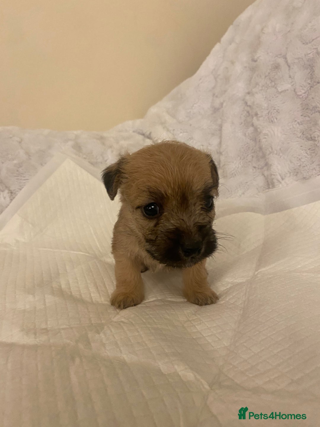 Jackapoo dogs for sale: Jackapoo puppies  - Advert 2