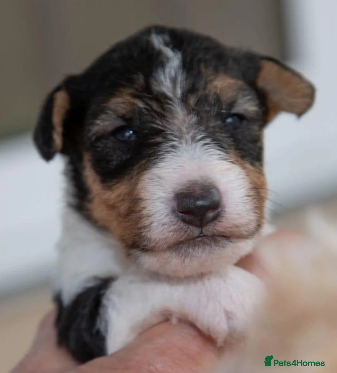 Fox Terrier dogs for sale: Wire haired fox terrier pups based in Kent in Gravesend - Advert 2