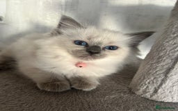 Ragdoll cats for sale: One girl left. Beautiful ragdoll kittens - Image 1