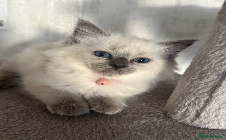 Ragdoll cats - Advert 15