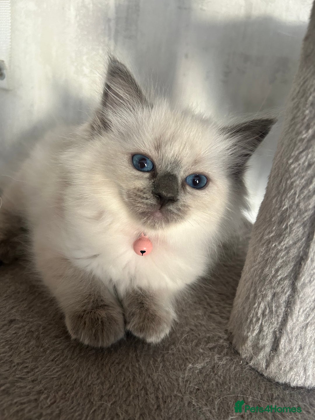 Ragdoll cats for sale: One girl left. Beautiful ragdoll kittens - Image 1