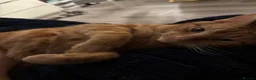 Domestic Shorthair cats for sale: 2 male ginger cats - Advert 4