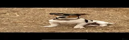 Jack Russell dogs for stud: STUD  - Advert 9
