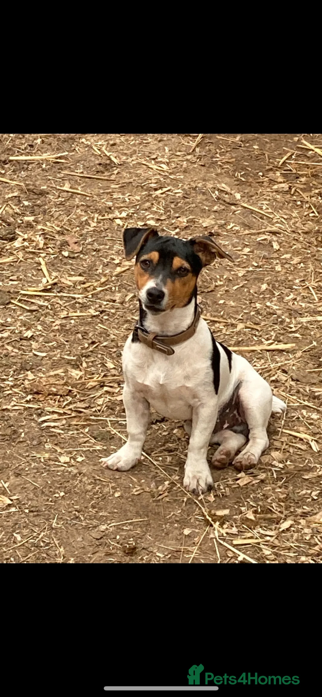Jack Russell dogs for stud: STUD  - Advert 9