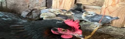 Chickens poultry for sale: French maran 7 cream leg bar chicks - Advert 12