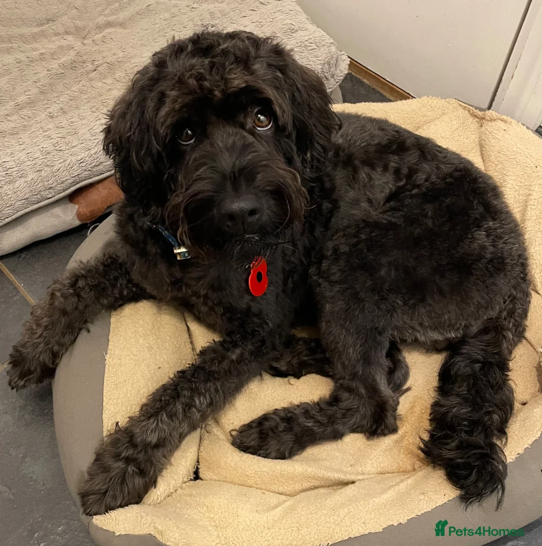 Labradoodle dogs for sale: F2B Miniture Labradoodle  in Saffron Walden - Advert 1