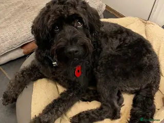 Labradoodle dogs F2B Miniture Labradoodle - Advert 5