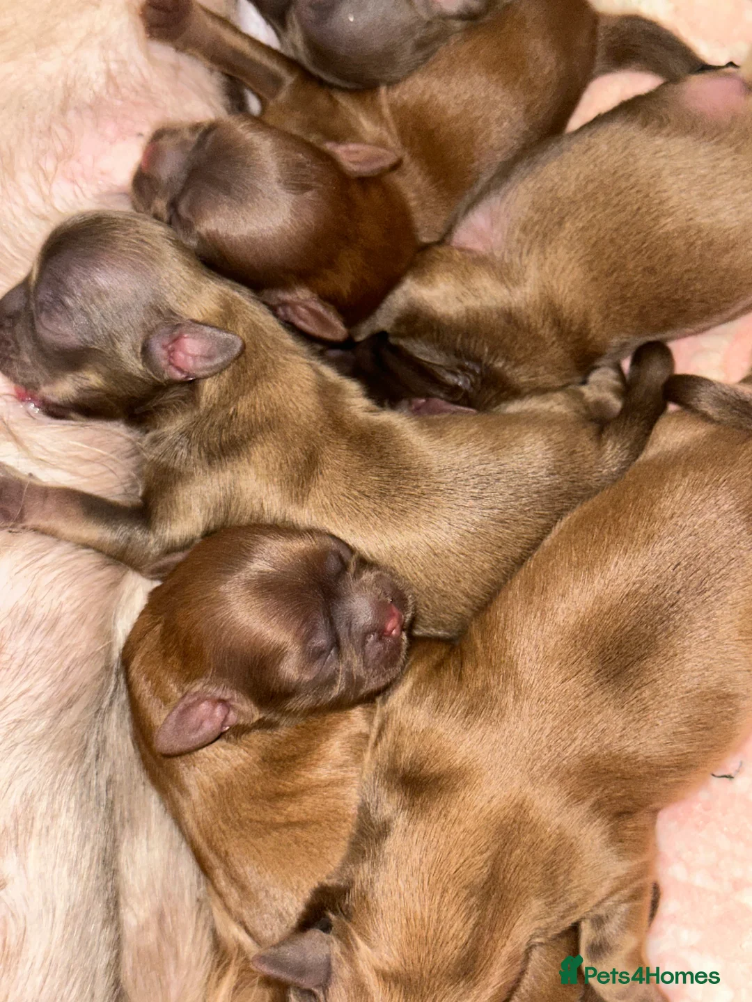 Shih Tzu dogs for sale: Stunning Karashishi Shih tzus - Advert 10