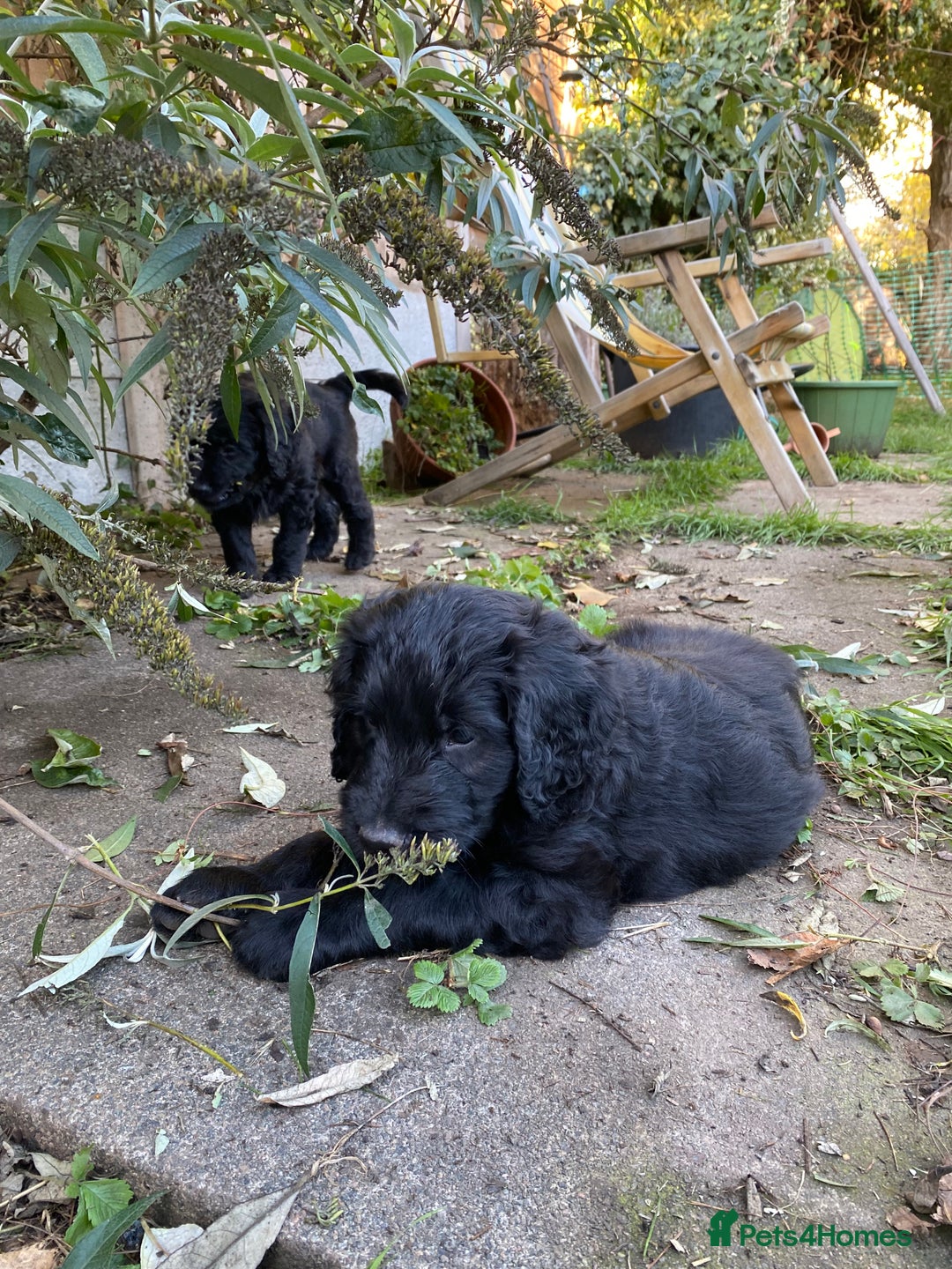 Goldendoodle dogs for sale: Black Phantom Goldendoodles Ready For A New Home! - Advert 12
