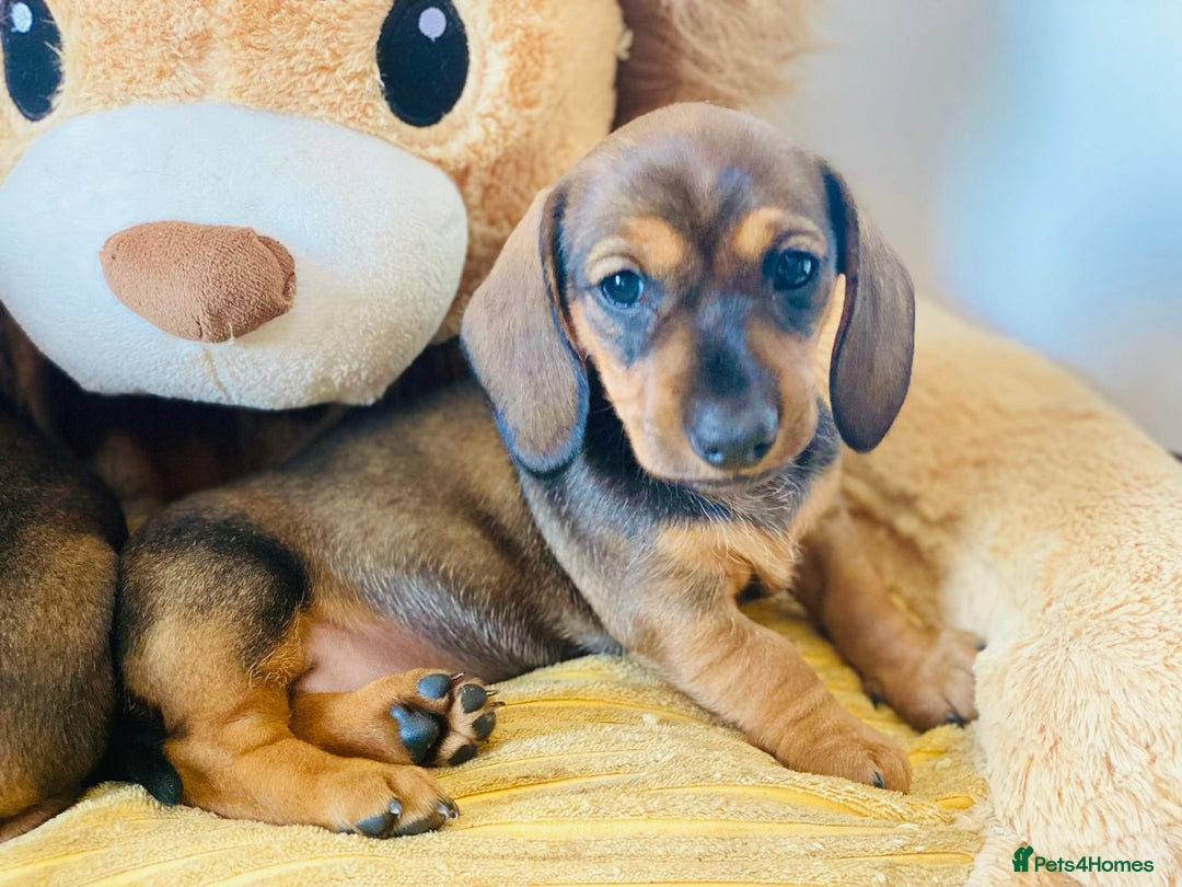 Miniature Dachshund dogs for sale: Wow what a stunning litter - Image 16