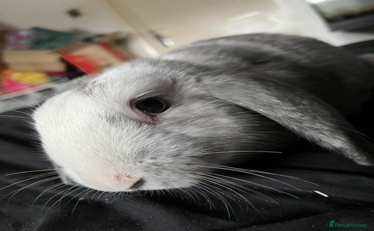 Mixed Breed rabbits - Advert 4