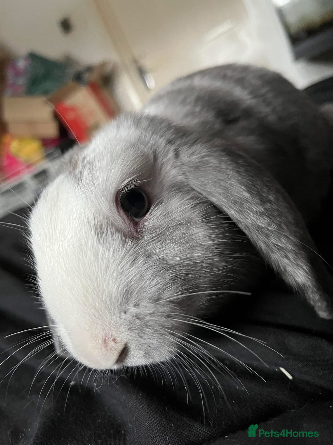 Mixed Breed rabbits for sale: Male Rabbit (Kyber) - Image 1