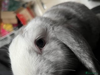 Mixed Breed rabbits - Advert 15