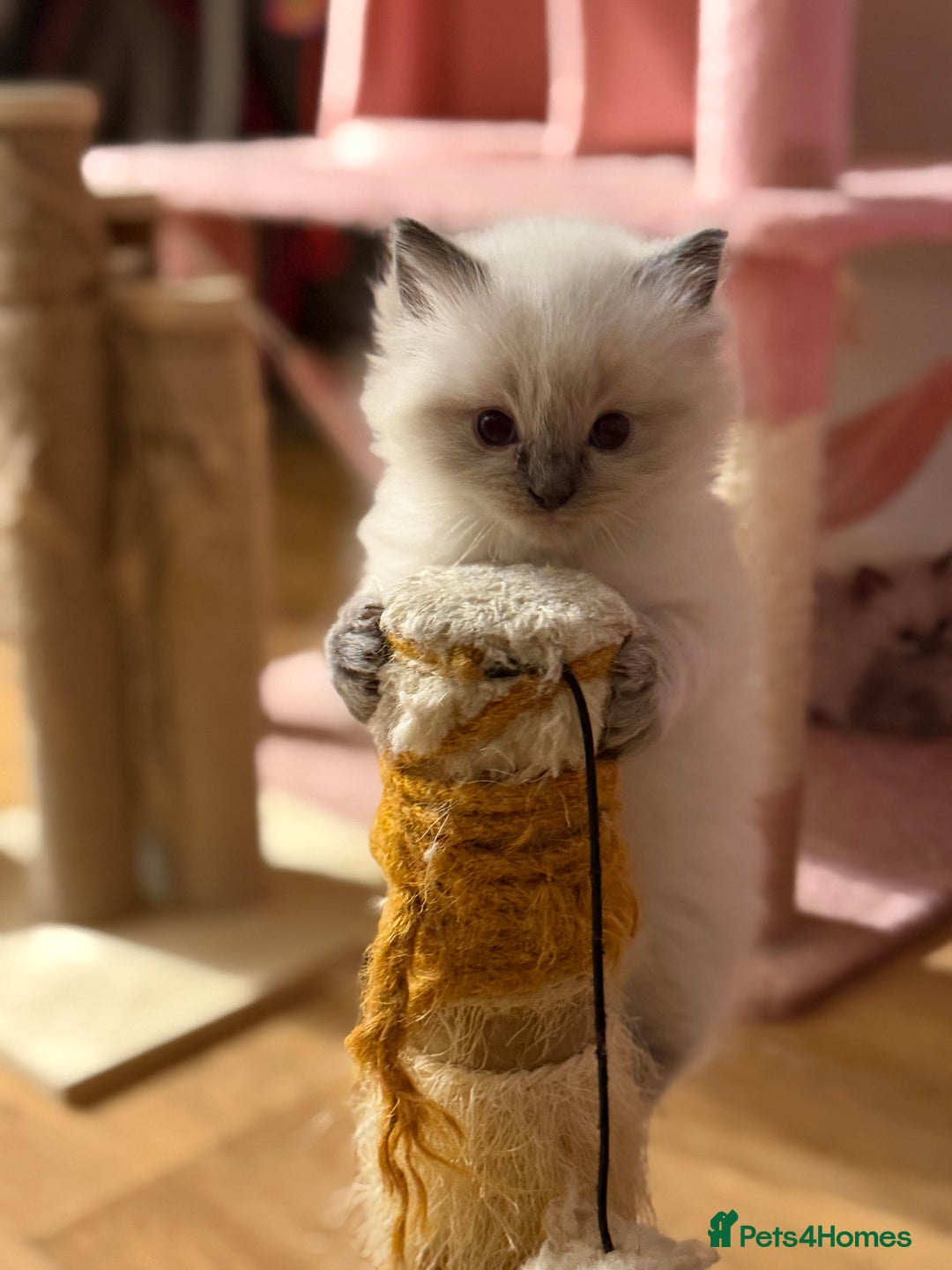 Ragdoll cats for sale: 🐾 Pure Ragdoll Kittens Looking for Loving Homes  - Advert 6