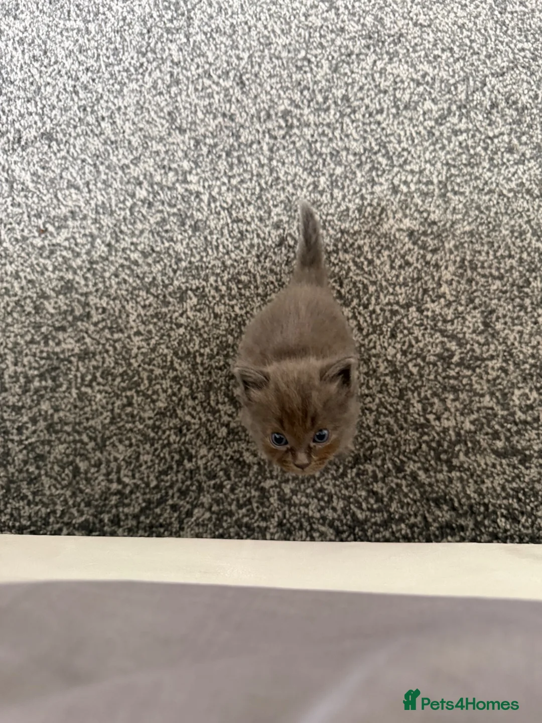 Mixed Breed cats for sale: 2 Gorgeous,Persian x British Shorthair Kittens - Advert 2