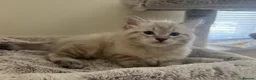 Ragdoll cats for sale: ✨ READY SOON ✨ Ragdoll Siberian Kittens - Advert 30