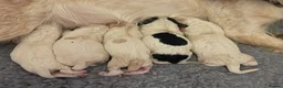 Cocker Spaniel dogs for sale: Two Working cocker spaniel puppies left - Advert 13
