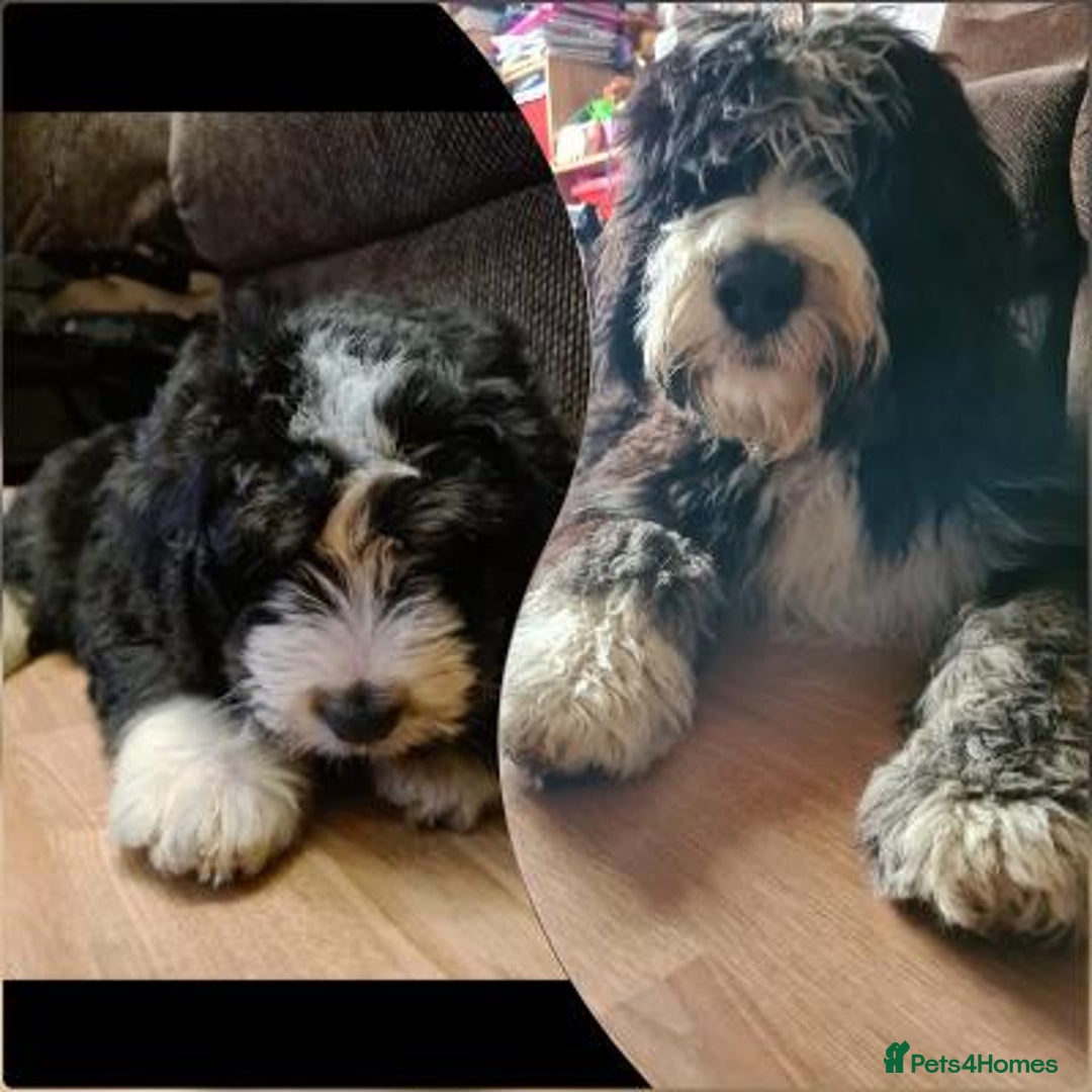 Bernedoodle dogs for sale: F1B STANDARD  BERNADOODLE LAST FEW - Image 4