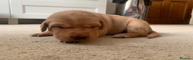 Labrador Retriever Puppy 3