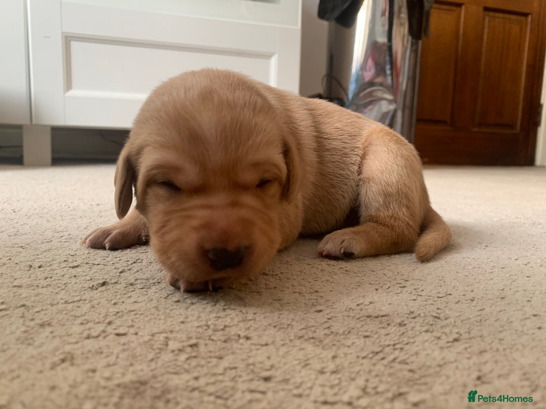 Labrador Retriever dogs for sale: ✨ Stunning 5 Male & 3 Female Fox Red Lab Puppies - Advert 23