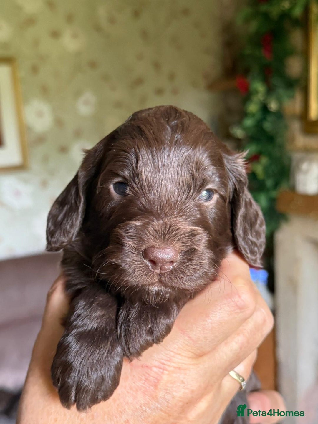 Cockapoo dogs for sale: F1 Cockapoos 5⭐️ Licensed Breeder Fully DNA Tested - Advert 21