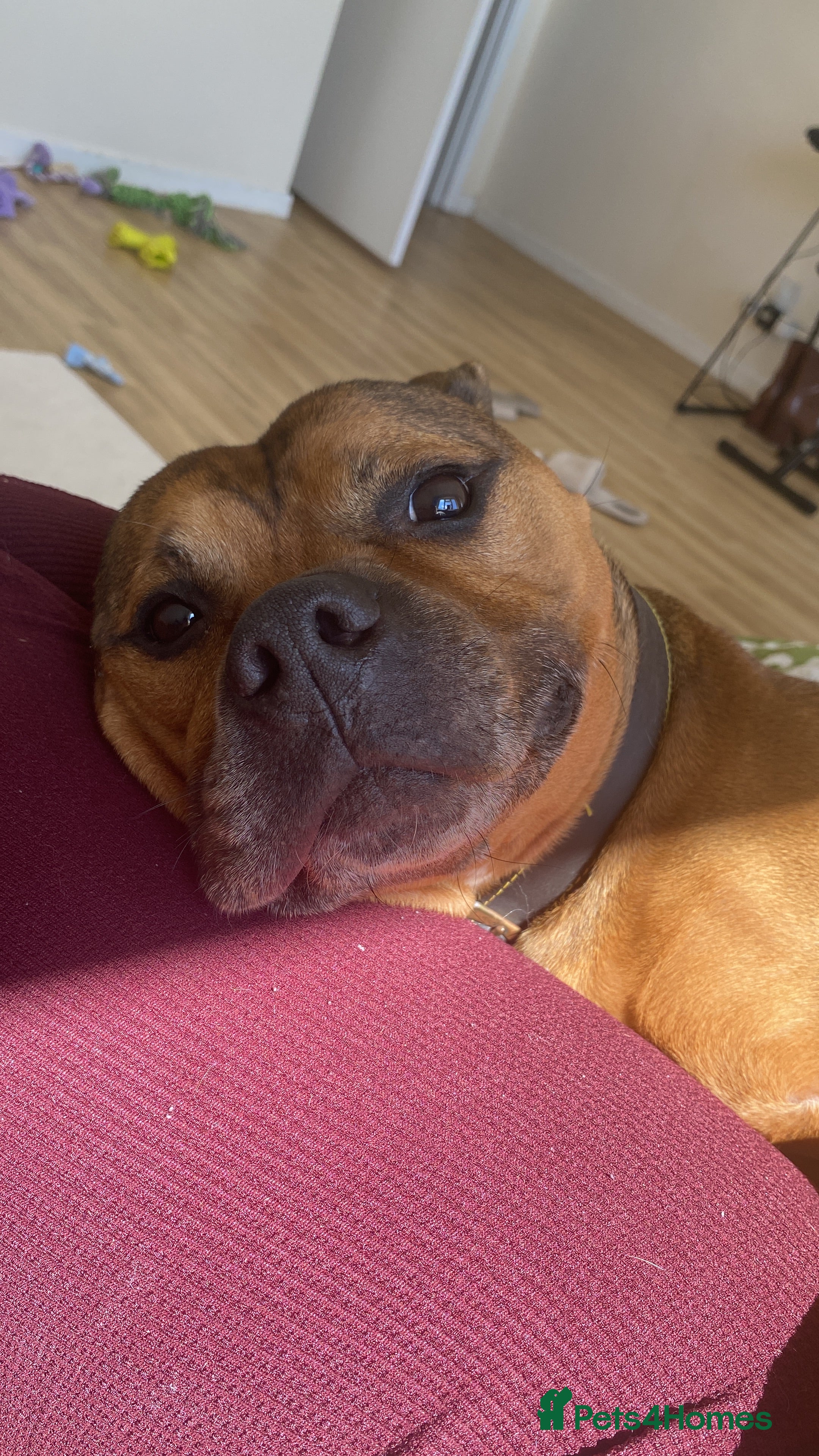 Staffordshire Bull Terrier dogs Charlie The Staffy in Grantham - Advert 7