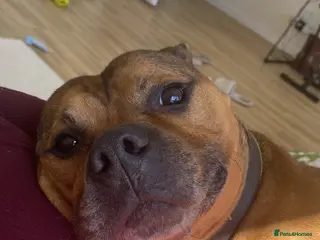 Staffordshire Bull Terrier dogs Charlie The Staffy in Grantham - Advert 6
