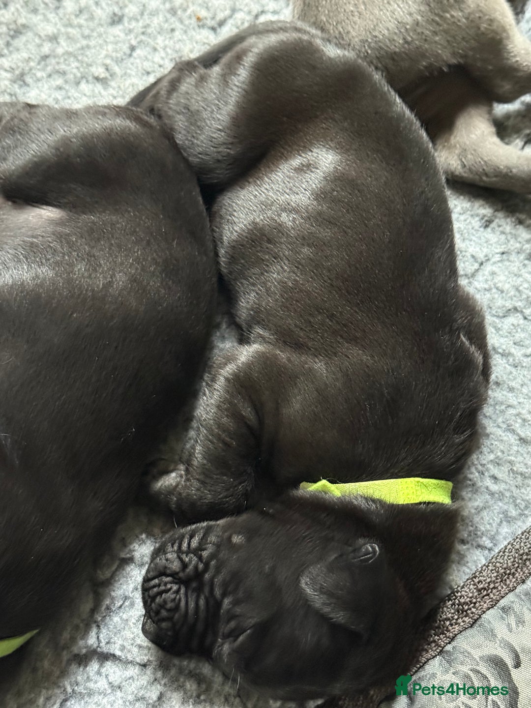 Great Dane dogs for sale: 7 chunky Great Dane puppies  - Image 10