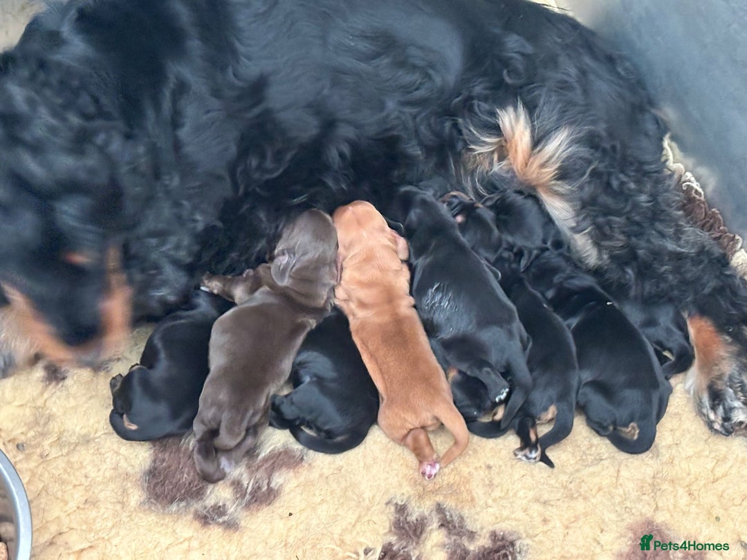Cocker Spaniel dogs for sale: Show quality pups available  - Image 1