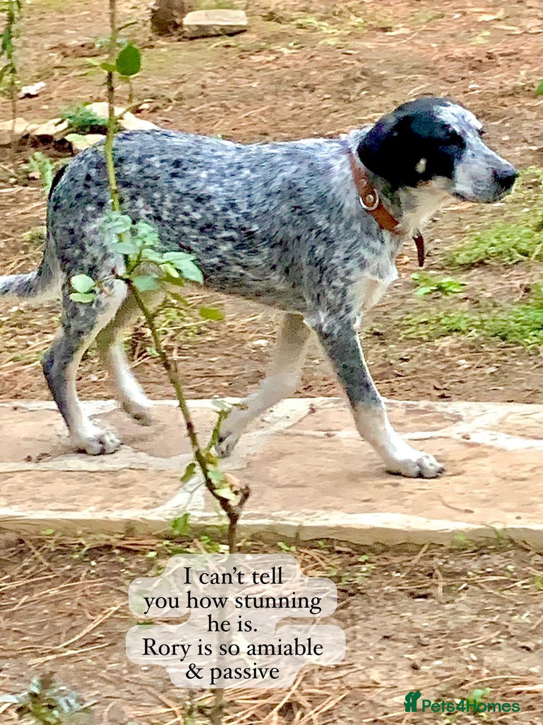 Mixed Breed dogs for adoption: Rory, 6-7 months approx. Available for adoption. - Advert 9