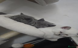 British Shorthair cats for sale: BRITISH SHORTHAIR PEDIGREE - FIRST LITTER - Image 6